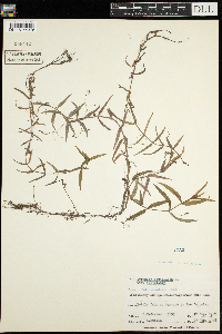 Veronica scutellata image