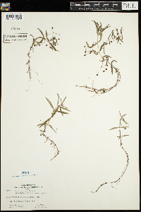 Veronica scutellata image