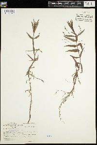 Veronica scutellata image