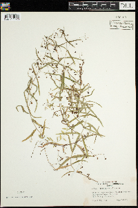Veronica scutellata image