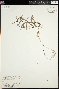 Veronica scutellata image