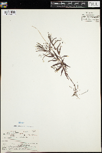 Veronica scutellata image