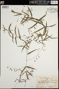 Veronica scutellata image