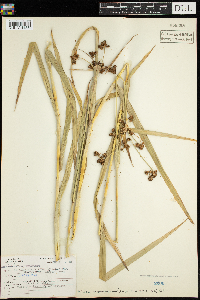 Scirpus atrovirens image