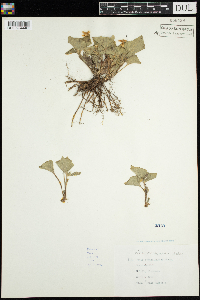 Viola pubescens image
