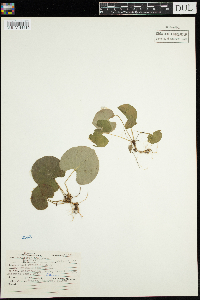 Thumbnail image of current specimen