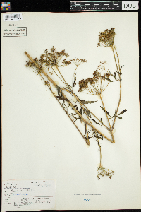 Cicuta maculata image
