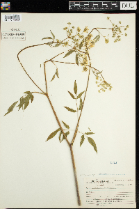 Cicuta maculata image