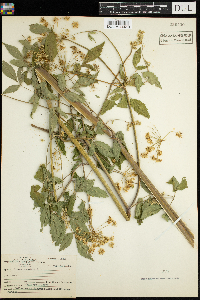 Cicuta maculata image