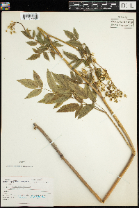 Cicuta maculata image