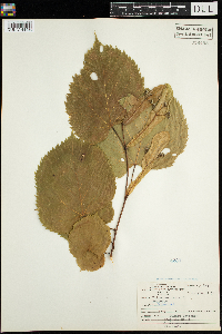 Tilia americana image