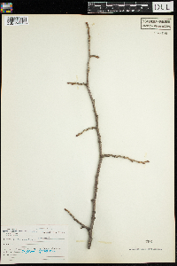 Tilia americana image