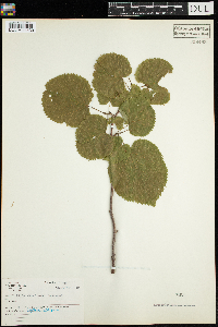 Tilia americana image