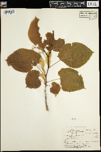 Tilia americana image