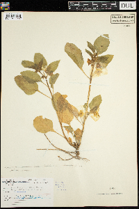 Leucophysalis grandiflora image