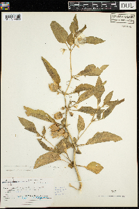 Leucophysalis grandiflora image