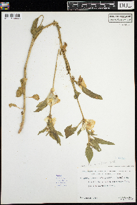 Leucophysalis grandiflora image