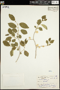 Ulmus pumila image