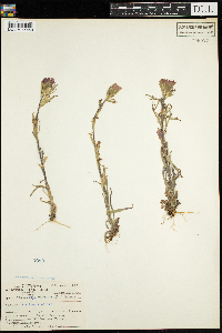 Castilleja coccinea image