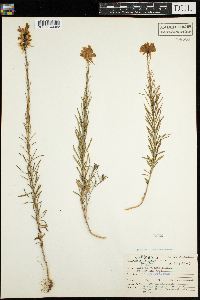Linaria vulgaris image