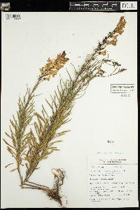 Linaria vulgaris image