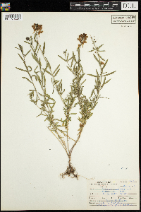 Linaria vulgaris image