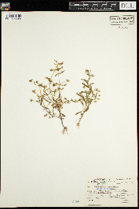 Gratiola neglecta image