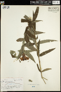 Chelone glabra image