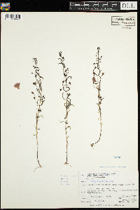 Agalinis tenuifolia image