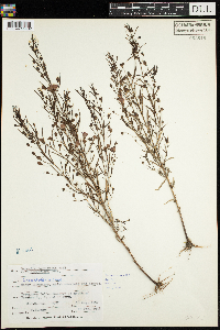 Agalinis tenuifolia image