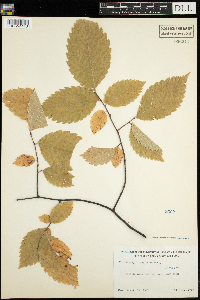 Ulmus rubra image