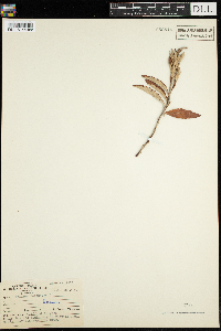 Spiraea tomentosa image