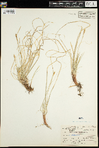 Carex pedunculata image