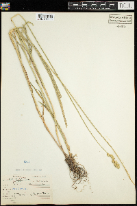 Carex tribuloides image
