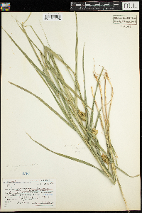 Carex tribuloides image