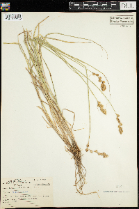 Carex tribuloides image