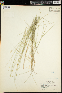 Carex pauciflora image