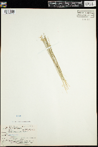 Carex pauciflora image