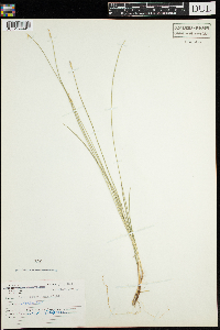 Carex pauciflora image
