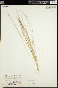 Carex pauciflora image