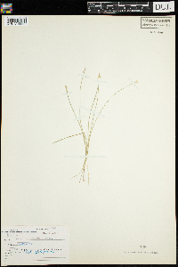 Carex pauciflora image