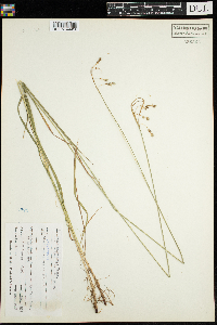Carex magellanica subsp. irrigua image