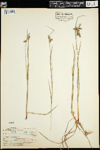 Carex magellanica subsp. irrigua image