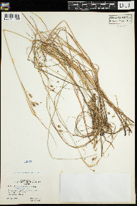 Carex magellanica subsp. irrigua image