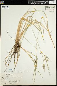 Carex magellanica subsp. irrigua image