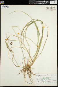 Carex magellanica subsp. irrigua image