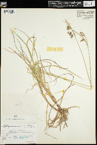 Carex magellanica subsp. irrigua image