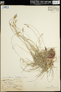 Carex peckii image