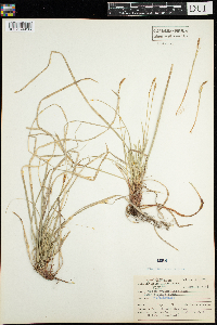Carex pedunculata image