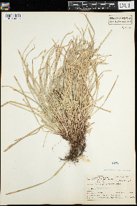 thumbnail image of current specimen